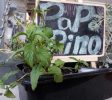 Papa Pino