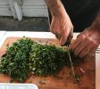 Papa Pino