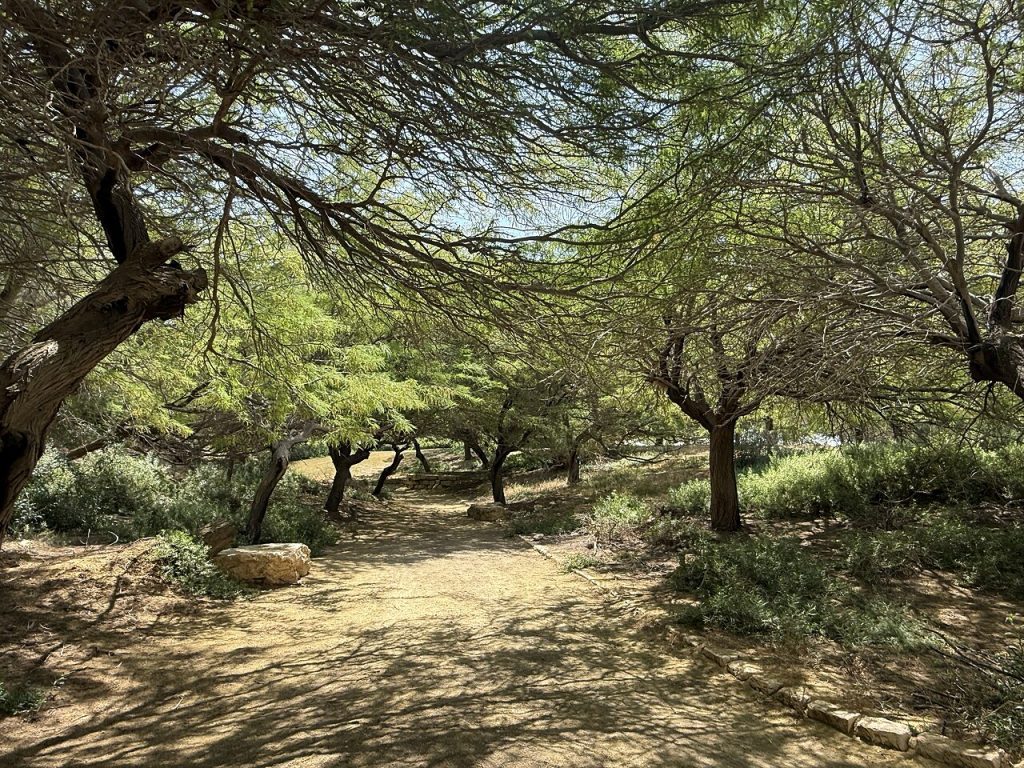 חורשת שיטים במדבר ליד שדה בוקר – אירוח בוטיק במדבר ובערבה